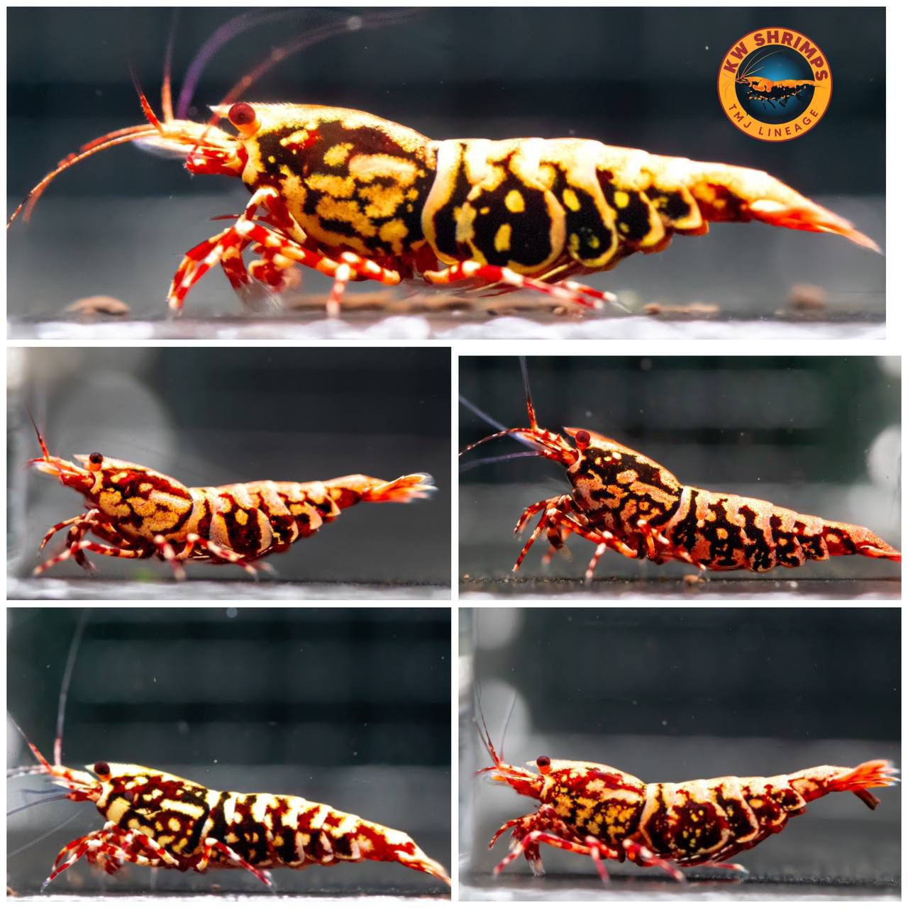 KW Shrimps line 9