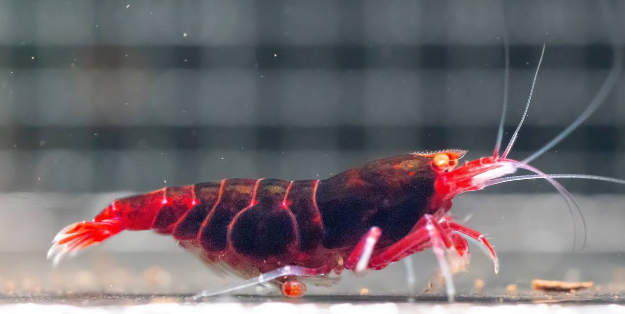 KW Shrimps line 5