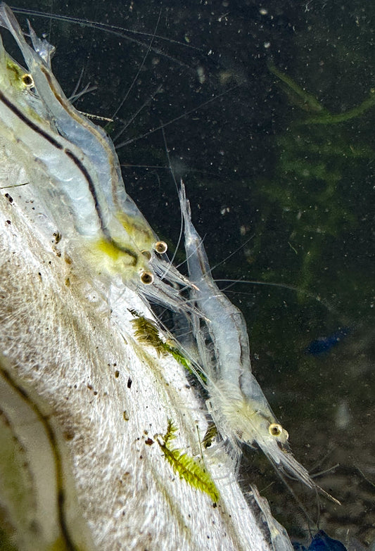 Red nose shrimps